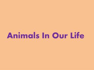 Animals In Our Life