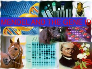 MENDEL AND THE GENE IDEA