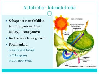 Autotrofia - fotoautotrofia