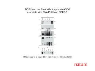 FM Cernilogar et al . Nature 000 , 1 - 5 (2011) doi:10.1038/nature10492