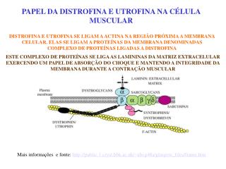 PAPEL DA DISTROFINA E UTROFINA NA CÉLULA MUSCULAR