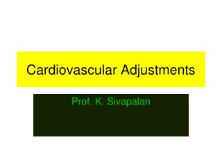 Cardiovascular Adjustments