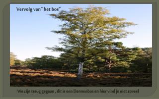 We zijn terug gegaan , dit is een Dennenbos en hier vind je niet zoveel
