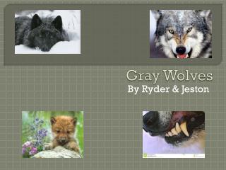 Gray Wolves