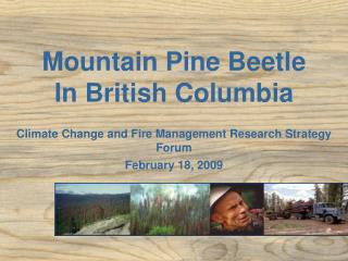 Mountain Pine Beetle In British Columbia