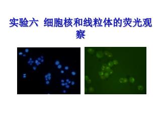 实验六 细胞核和线粒体的荧光观察