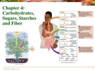 Chapter 4: Carbohydrates, Sugars, Starches and Fiber
