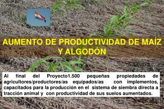 AUMENTO DE PRODUCTIVIDAD DE MAÍZ Y ALGODÓN