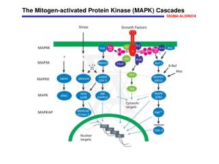 The Mitogen-activated Protein Kinase (MAPK) Cascades