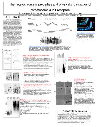 The heterochromatic properties and physical organization of chromosome 4 in Drosophila