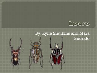 Insects