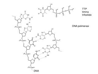 DNA