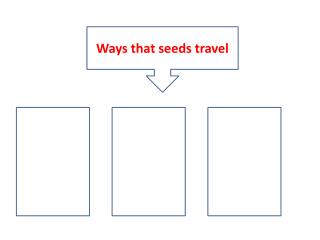 Ways that seeds travel