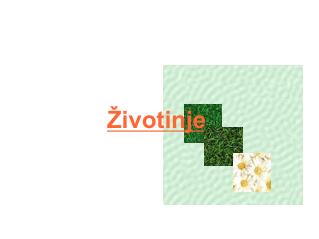 Životinje