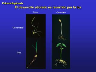 El desarrollo etiolado es revertido por la luz