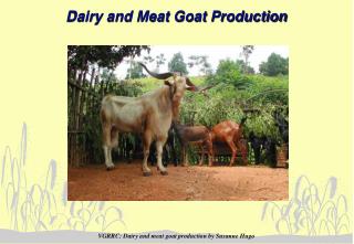 Dairy and Meat Goat Production