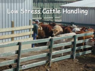 Low Stress Cattle Handling