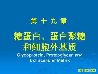 糖蛋白、蛋白聚糖 和细胞外基质 Glycoprotein , P roteoglycan and Extracellular Matrix