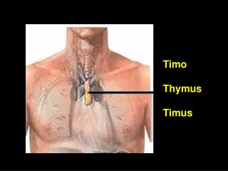 Timo Thymus Timus