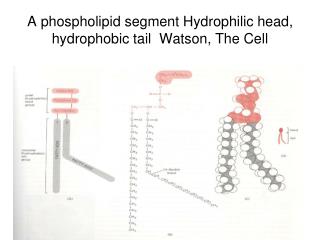 A phospholipid segment Hydrophilic head, hydrophobic tail Watson, The Cell