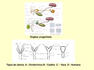 Órgãos urogenitais