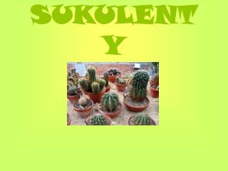 SUKULENTY