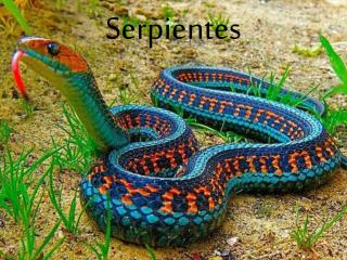 Serpientes