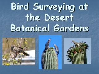 Bird Surveying at the Desert Botanical Gardens
