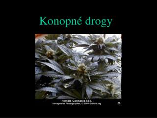 Konopné drogy