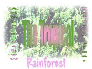 The Tropical Rainforest