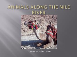Animals Along The Nile River