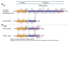 Az immunoglobulin szerkezete