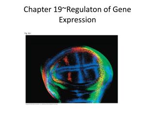 Chapter 19~Regulaton of Gene Expression