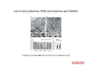 A Zeigerer et al. Nature 485 , 465-470 (2012) doi:10.1038/nature11133