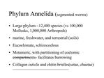 Phylum Annelida segmented worms