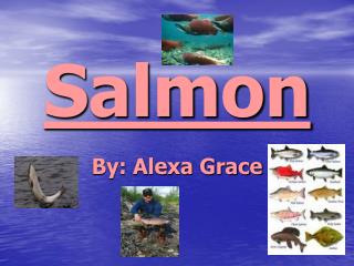 Salmon