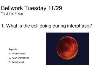 Bellwork Tuesday 11/29 *Test this Friday 1. What is the cell doing during interphase?