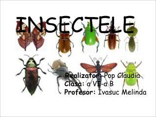 INSECTELE 			 Realizator: Pop Claudia Clasa: a VI-a B Profesor: Ivasuc Melinda