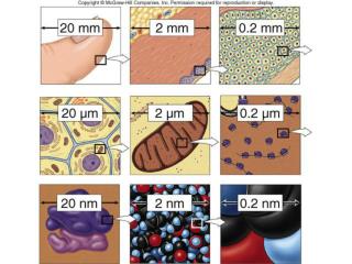 Cell Theory