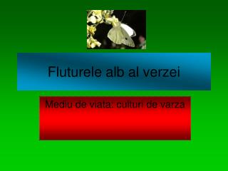 Fluturele alb al verzei