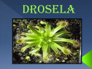 DROSELa