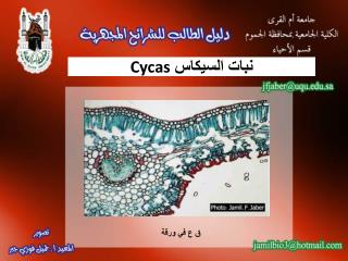 نبات السيكاس Cycas