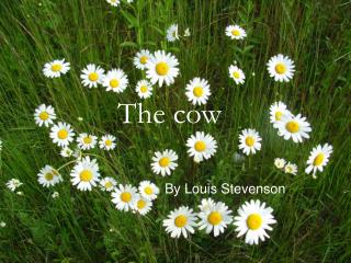 The cow