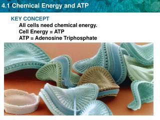 KEY CONCEPT All cells need chemical energy. Cell Energy = ATP ATP = Adenosine Triphosphate