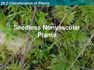 Seedless Nonvascular Plants