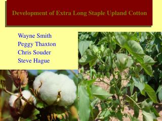 Development of Extra Long Staple Upland Cotton