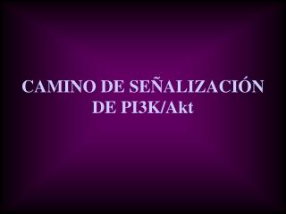 CAMINO DE SEÑALIZACIÓN DE PI3K/Akt