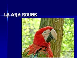 Le Ara Rouge