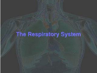 The Respiratory System