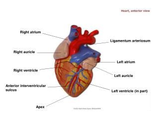 Ligamentum arteriosum